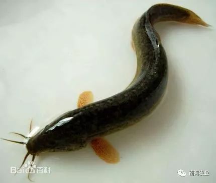 南海瑰寶 探尋優質水產品，哪一款是你的心頭好？