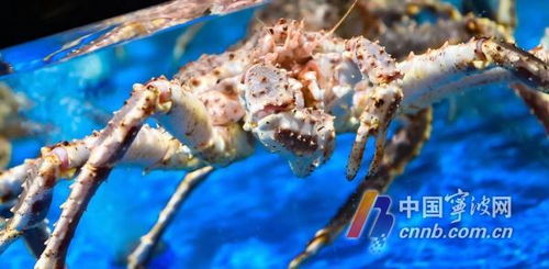 寧波水產(chǎn)品批發(fā)市場(chǎng)與多家超市聯(lián)合聲明 未銷售日本水產(chǎn)品